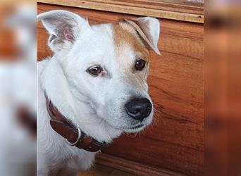 ❤️ Sonnenschein NICO - 9 Jahre, 40cm - Jack Russell-Mix