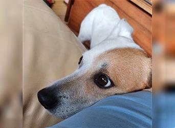 ❤️ Sonnenschein NICO - 9 Jahre, 40cm - Jack Russell-Mix