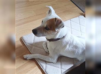 ❤️ Sonnenschein NICO - 9 Jahre, 40cm - Jack Russell-Mix