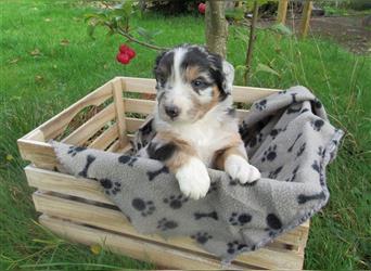 Mini Aussie Welpen / Miniatur Australian Shepherd Welpen Welpe