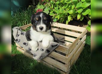 Mini Aussie Welpen / Miniatur Australian Shepherd Welpen Welpe