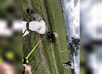 Kleine Deutsche Dogge Einzelprinz sucht kuschelplatz