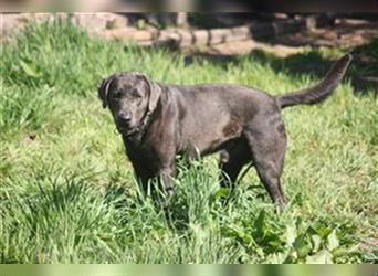 Labrador welpen in Charcoal und silber