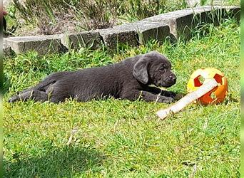 Labrador welpen in Charcoal und silber