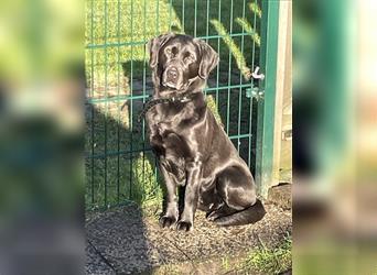 Labrador welpen in Charcoal und silber