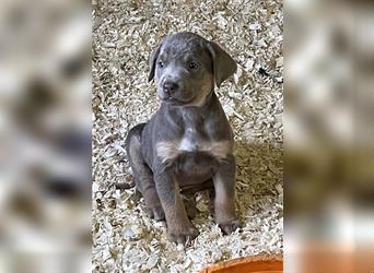 Labrador welpen in Charcoal und silber