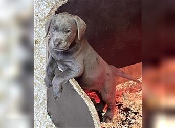 Labrador welpen in Charcoal und silber