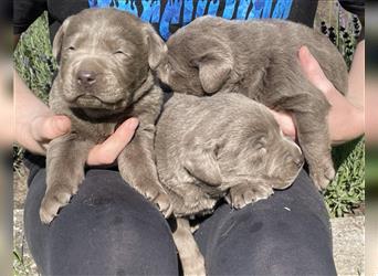 Labrador welpen in Charcoal und silber