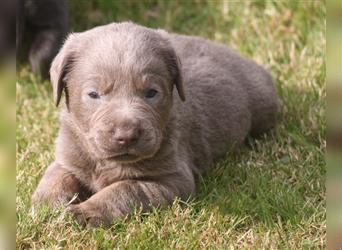 Labrador welpen in Charcoal und silber