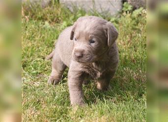 Labrador welpen in Charcoal und silber