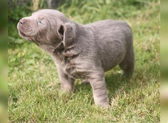 Labrador welpen in Charcoal und silber