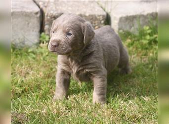 Labrador welpen in Charcoal und silber