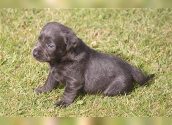 Labrador welpen in Charcoal und silber