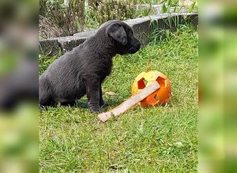 Labrador welpen in Charcoal und silber