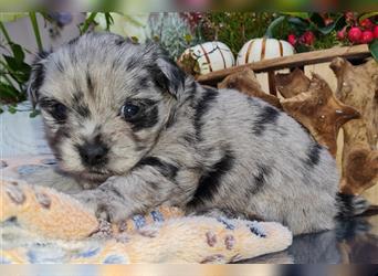 Bezaubernde Bolonka zwetna - Pomeranian Hybrid-Welpen