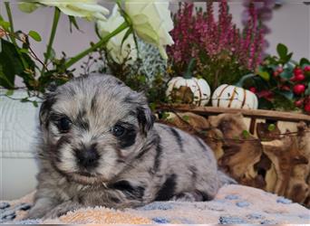 Bezaubernde Bolonka zwetna - Pomeranian Hybrid-Welpen