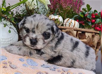 Bezaubernde Bolonka zwetna - Pomeranian Hybrid-Welpen