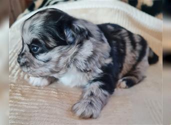 schöne blue merle Hündin aus Bolonka zwetna und Pomeranian