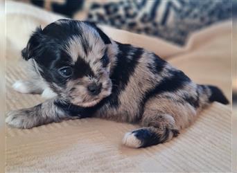 schöne blue merle Hündin aus Bolonka zwetna und Pomeranian