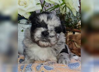 schöne blue merle Hündin aus Bolonka zwetna und Pomeranian