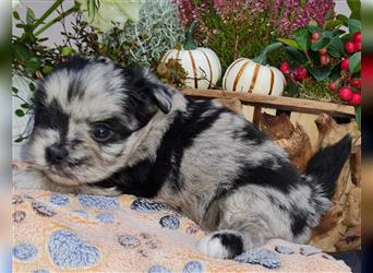 schöne blue merle Hündin aus Bolonka zwetna und Pomeranian