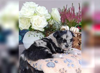 schöne blue merle Hündin aus Bolonka zwetna und Pomeranian