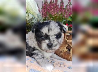 schöne blue merle Hündin aus Bolonka zwetna und Pomeranian