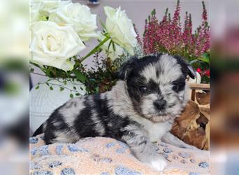 schöne blue merle Hündin aus Bolonka zwetna und Pomeranian