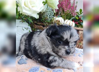 schöne blue merle Hündin aus Bolonka zwetna und Pomeranian