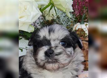 schöne blue merle Hündin aus Bolonka zwetna und Pomeranian