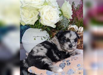 schöne blue merle Hündin aus Bolonka zwetna und Pomeranian