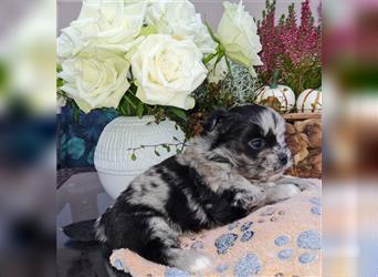 schöne blue merle Hündin aus Bolonka zwetna und Pomeranian