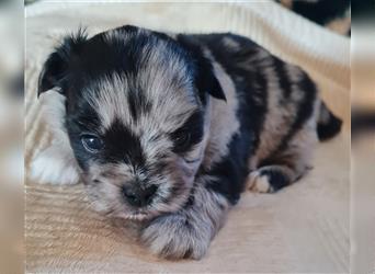 schöne blue merle Hündin aus Bolonka zwetna und Pomeranian