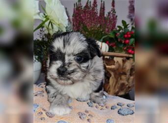 schöne blue merle Hündin aus Bolonka zwetna und Pomeranian