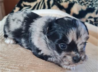 schöne blue merle Hündin aus Bolonka zwetna und Pomeranian