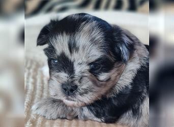 schöne blue merle Hündin aus Bolonka zwetna und Pomeranian