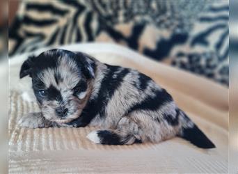 schöne blue merle Hündin aus Bolonka zwetna und Pomeranian