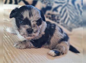 schöne blue merle Hündin aus Bolonka zwetna und Pomeranian