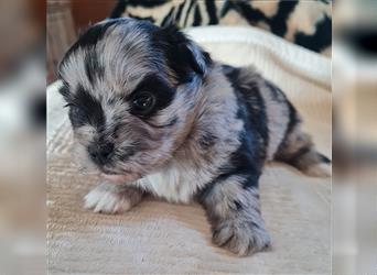 schöne blue merle Hündin aus Bolonka zwetna und Pomeranian