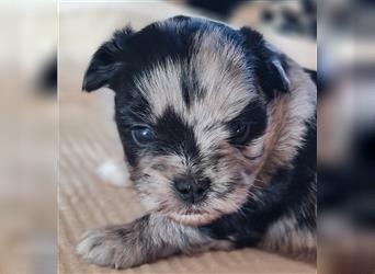 schöne blue merle Hündin aus Bolonka zwetna und Pomeranian