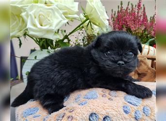 Bolonka zwetna-Pomeranian Hybrid-Welpen Rüde