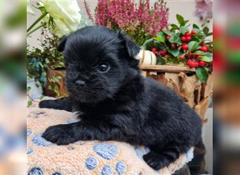 Bolonka zwetna-Pomeranian Hybrid-Welpen Rüde