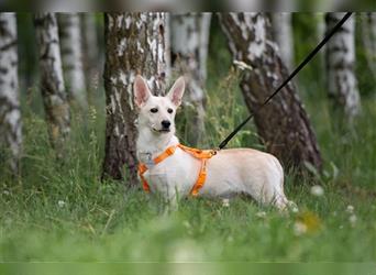 Vorsichtiger Theo sucht seine Menschen