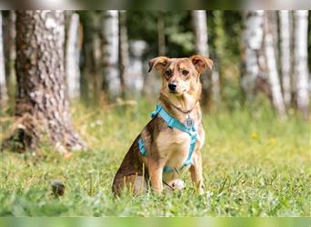 Schüchterner Zhuzhik sucht seine Familie