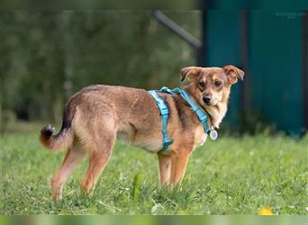 Schüchterner Zhuzhik sucht seine Familie