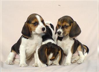 Beagle Welpen