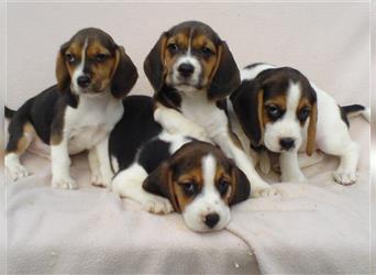 Beagle Welpen