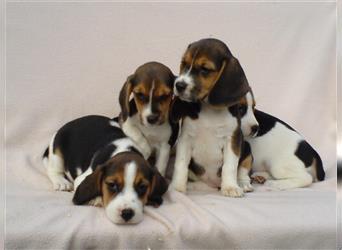 Beagle Welpen