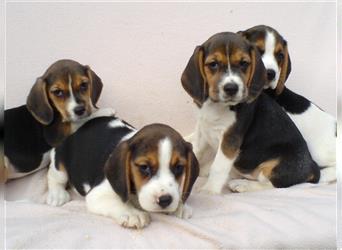 Beagle Welpen