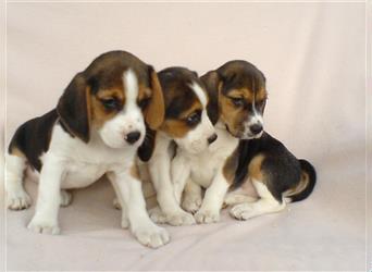 Beagle Welpen